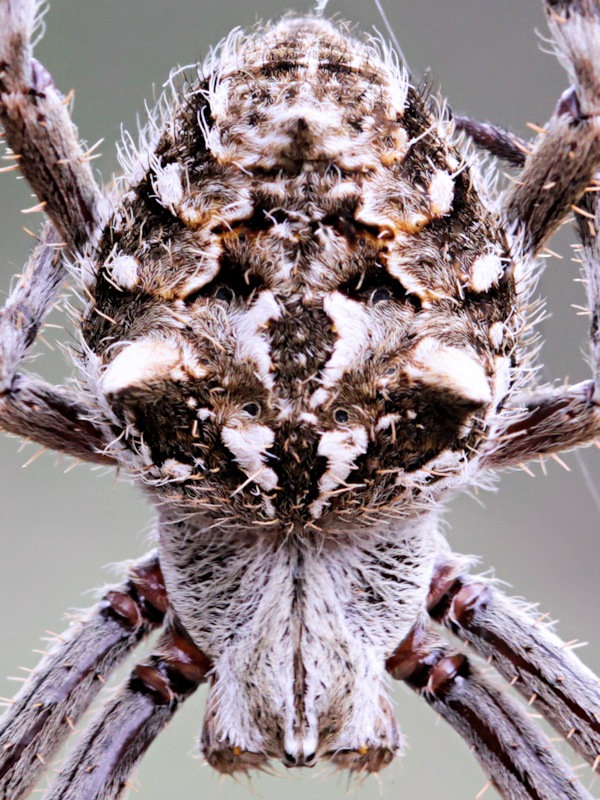 Knobbled Orbweaver Spider (Eriophora pustulosa)